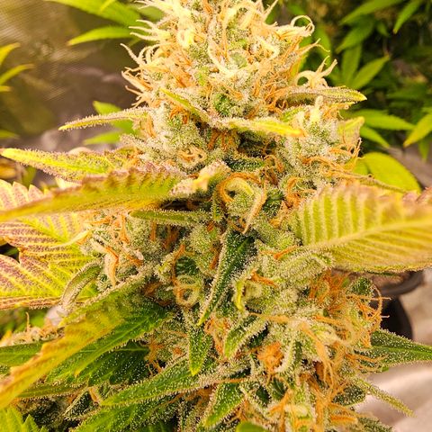 Chocolate Haze growlog timeline photo