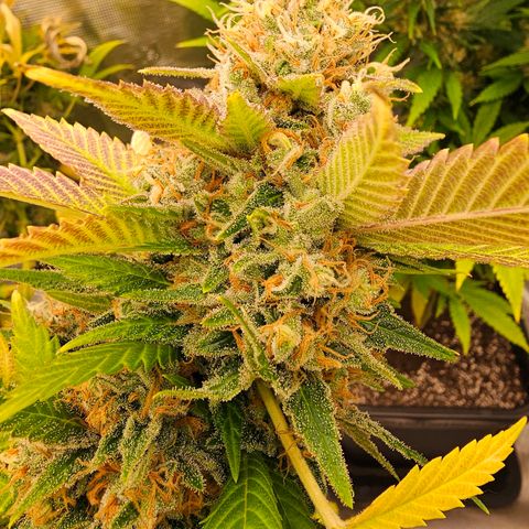 Chocolate Haze growlog timeline photo