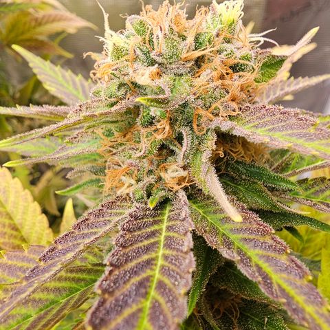 Wappa❗️ growlog timeline photo