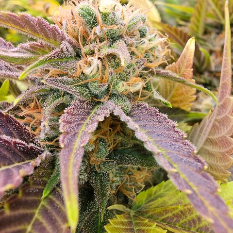 Wappa❗️ growlog timeline photo