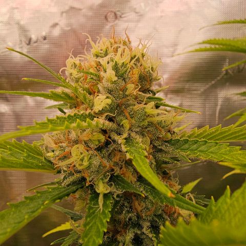 Lemon Haze growlog timeline photo
