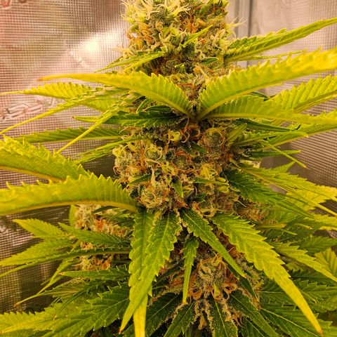Lemon Haze growlog timeline photo