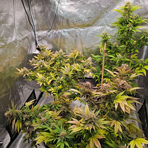 Wappa❗️ growlog timeline photo