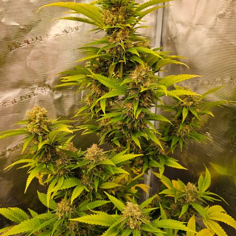 Lemon Haze growlog timeline photo