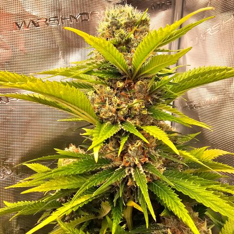 Lemon Haze growlog timeline photo