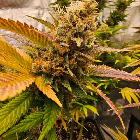 Chocolate Haze growlog timeline photo