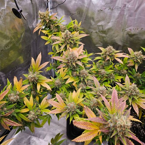 Chocolate Haze growlog timeline photo