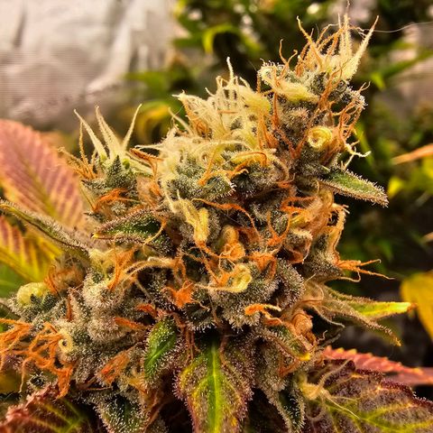 Chocolate Haze growlog timeline photo