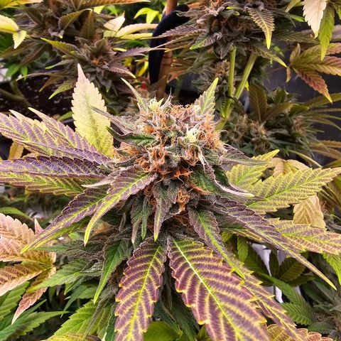 Wappa❗️ growlog timeline photo