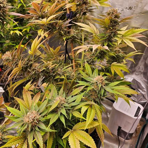 Wappa❗️ growlog timeline photo