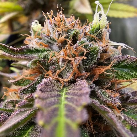 Wappa❗️ growlog timeline photo