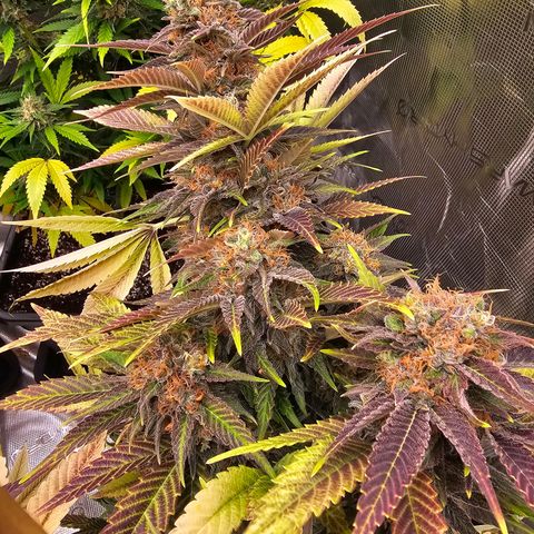 Wappa❗️ growlog timeline photo