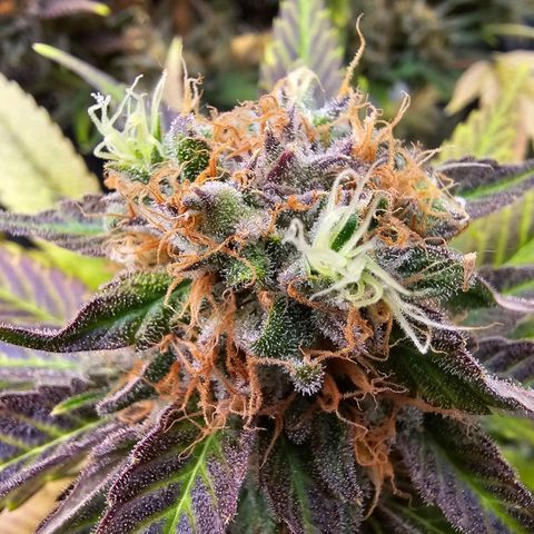 Wappa❗️ growlog timeline photo