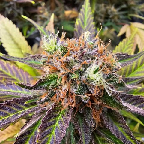 Wappa❗️ growlog timeline photo
