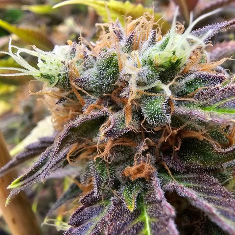 Wappa❗️ growlog timeline photo