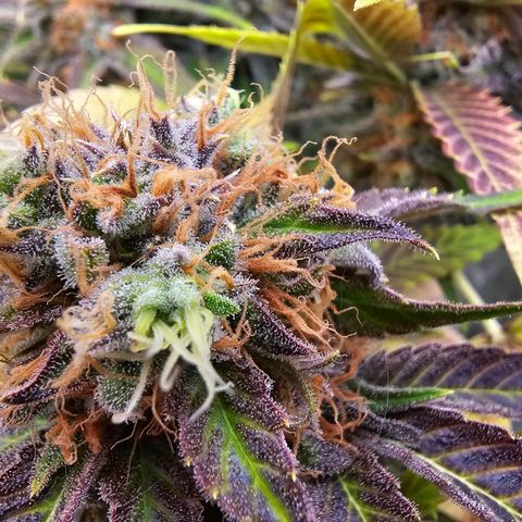 Wappa❗️ growlog timeline photo