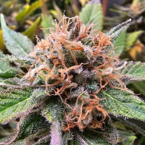 Wappa❗️ growlog timeline photo