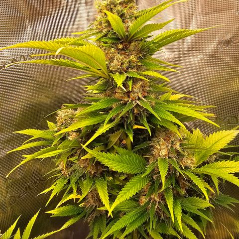 Lemon Haze growlog timeline photo