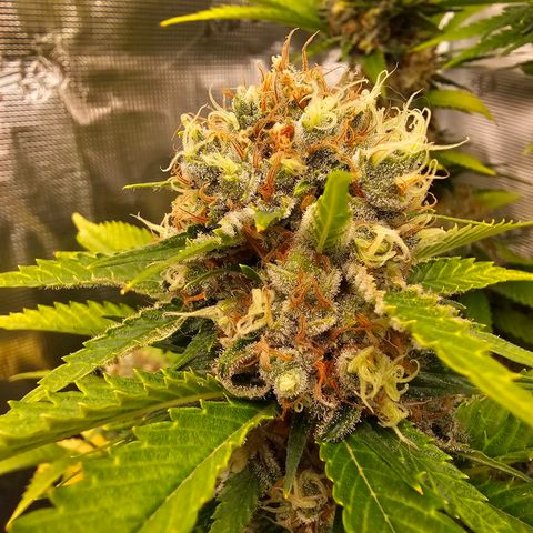 Lemon Haze growlog timeline photo