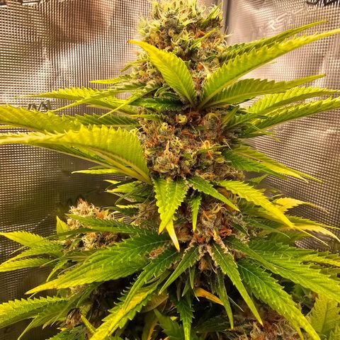 Lemon Haze growlog timeline photo