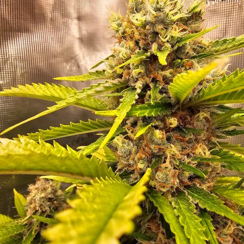Lemon Haze growlog timeline photo
