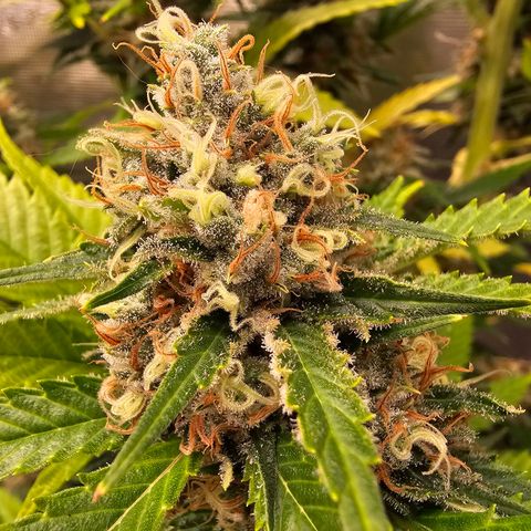 Lemon Haze growlog timeline photo