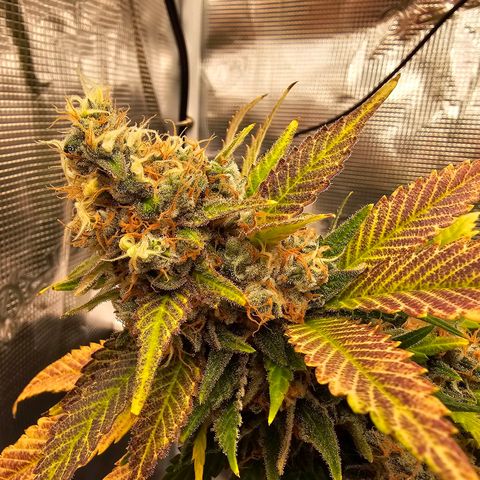 Chocolate Haze growlog timeline photo