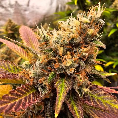 Chocolate Haze growlog timeline photo