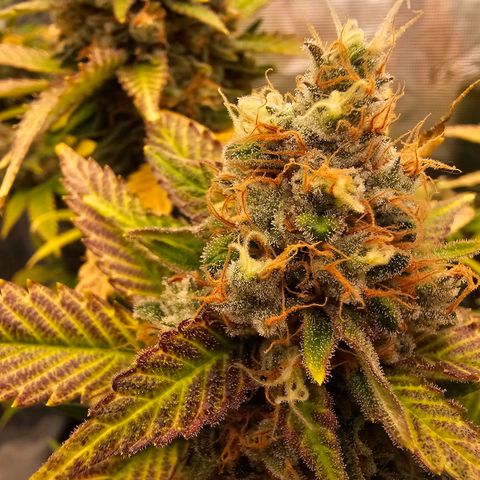 Chocolate Haze growlog timeline photo