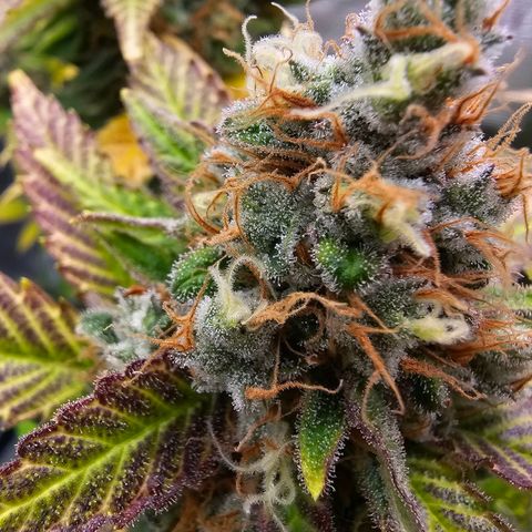 Chocolate Haze growlog timeline photo