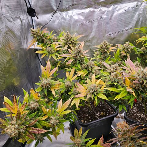 Chocolate Haze growlog timeline photo