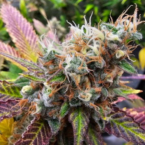 Chocolate Haze growlog timeline photo