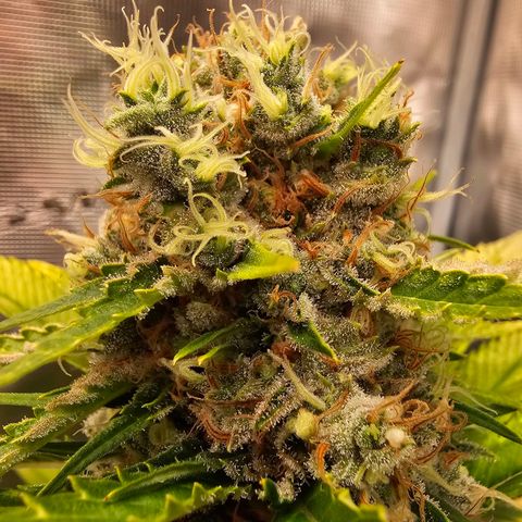 Lemon Haze growlog timeline photo