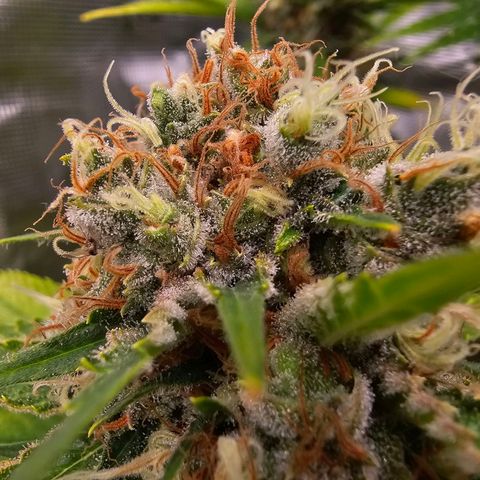 Lemon Haze growlog timeline photo