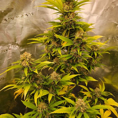 Lemon Haze growlog timeline photo