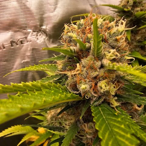 Lemon Haze growlog timeline photo
