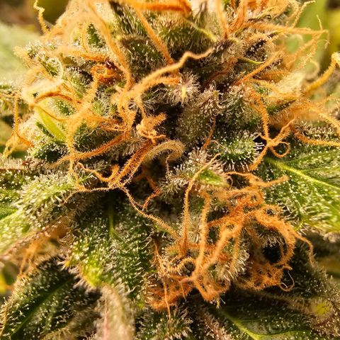Wappa❗️ growlog timeline photo