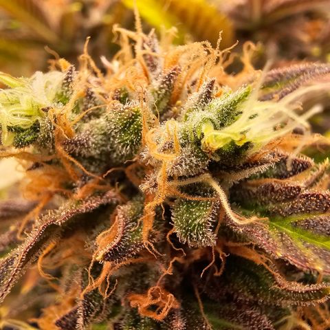 Wappa❗️ growlog timeline photo