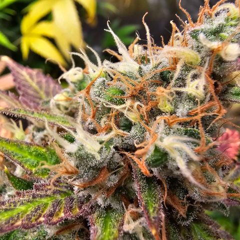 Chocolate Haze growlog timeline photo