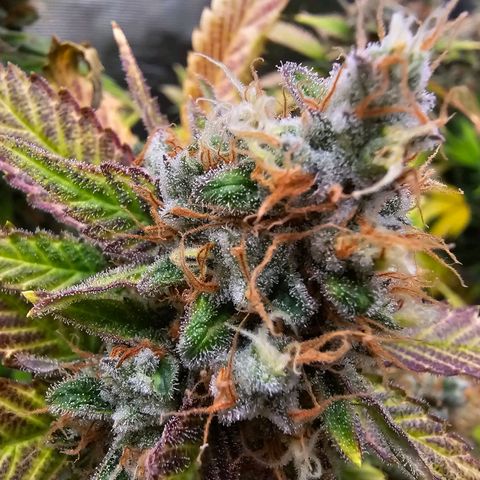 Chocolate Haze growlog timeline photo