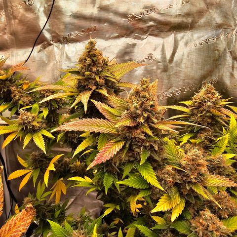 Chocolate Haze growlog timeline photo