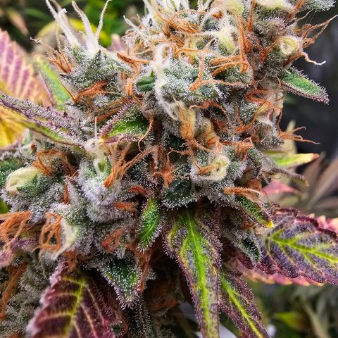 Chocolate Haze growlog timeline photo