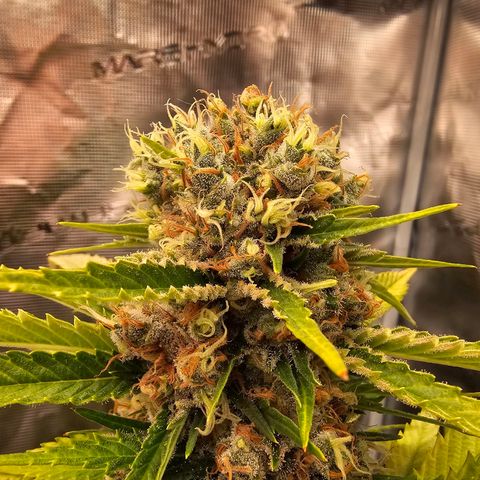 Lemon Haze growlog timeline photo