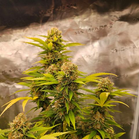 Lemon Haze growlog timeline photo