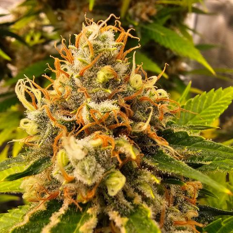 Lemon Haze growlog timeline photo