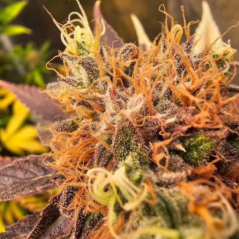 Wappa❗️ growlog timeline photo