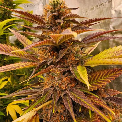 Wappa❗️ growlog timeline photo