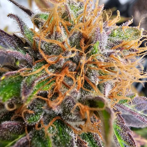 Wappa❗️ growlog timeline photo