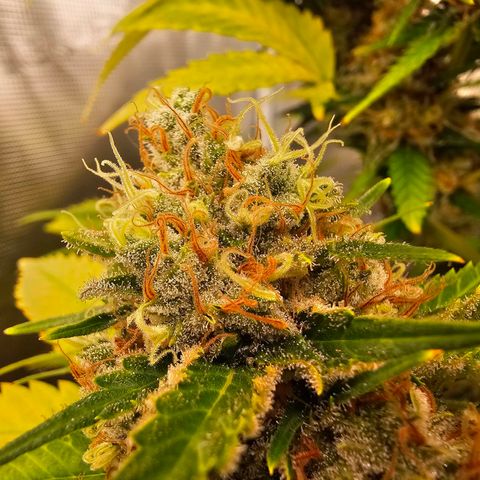 Lemon Haze growlog timeline photo