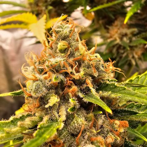 Lemon Haze growlog timeline photo